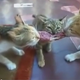 Illustration for article titled Three Cats One Meat Teaches Us to Always Be the Middle Cat